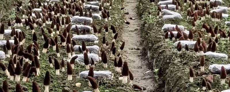 羊肚菌的生活环境，需较大的温差