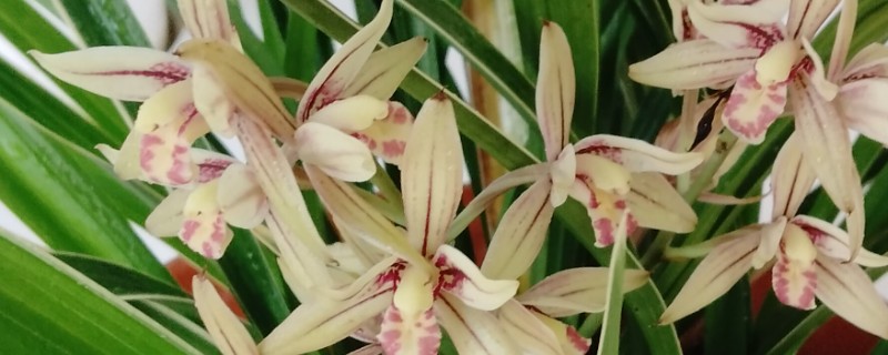 兰花新芽发黄的原因,可能是光照过强所致