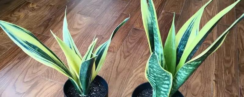 秋天虎皮兰多久浇一次水，每隔3天左右为其浇一次水