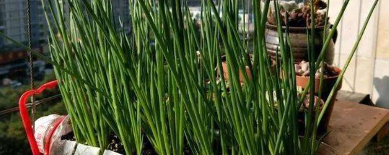 冬季大葱室内怎么栽种，栽种完为其浇透一次水