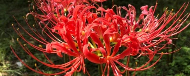 彼岸花如何养护，喜欢在阴凉的环境中生长