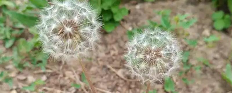 蒲公英简介，是多年生植物