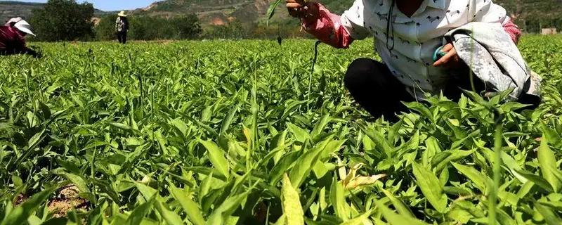 水半夏的栽培技术，播后每10天施腐熟人粪尿催苗