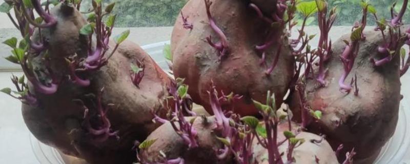 红薯发芽怎样种成盆栽，可以水培也可土培