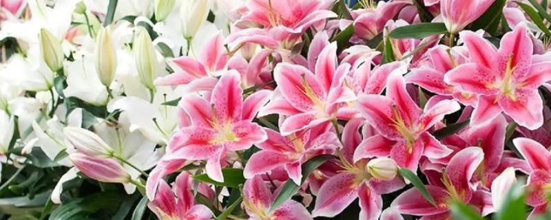 乔迁之喜可赠送什么鲜花，百合花、向日葵等品种比较合适