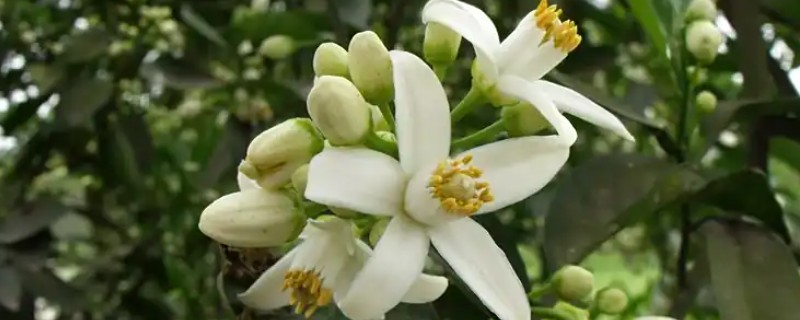 橙花的花语是什么，寓意新娘的喜悦、贵族的气息等