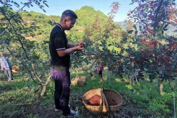 花椒树如何种植，可春栽也可秋栽