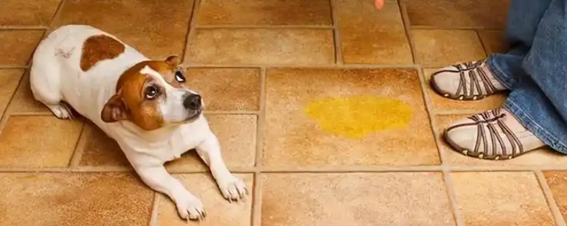 在惩罚狗狗时不能触犯的事，主要有以下5件