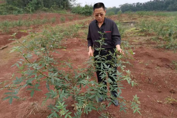花椒树如何种植，可春栽也可秋栽
