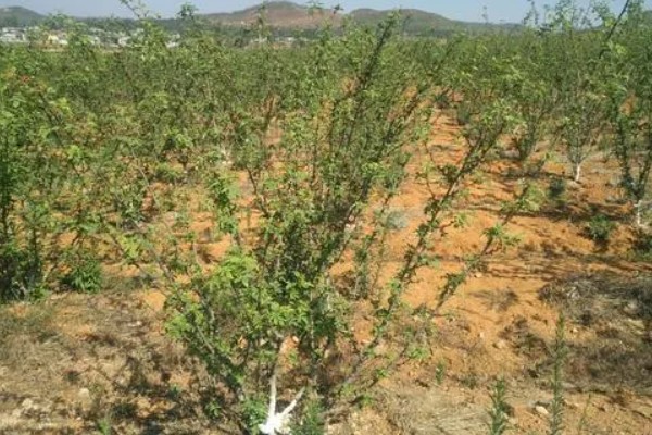 花椒树如何种植，可春栽也可秋栽