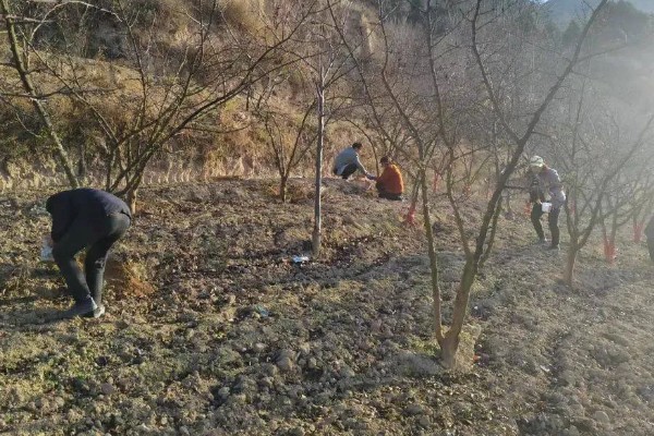 花椒树如何种植，可春栽也可秋栽