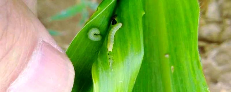 玉米螟的防治方法，心叶末期用杀螟灵防治