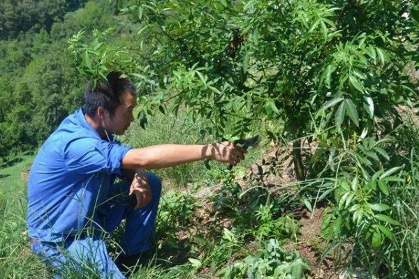 花椒树如何种植，可春栽也可秋栽