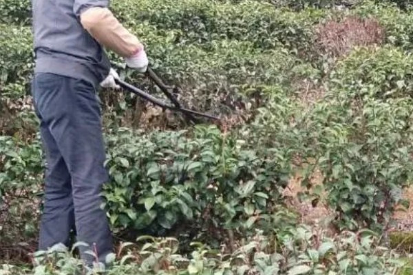 茶树怎么修剪，茶苗高度达到20厘米时要摘心打顶
