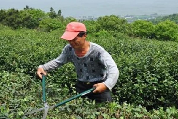 茶树怎么修剪，茶苗高度达到20厘米时要摘心打顶