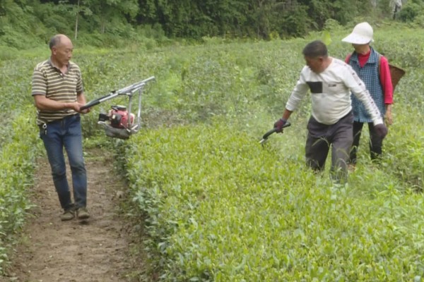 茶树怎么修剪，茶苗高度达到20厘米时要摘心打顶