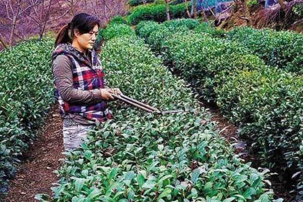 茶树怎么修剪，茶苗高度达到20厘米时要摘心打顶
