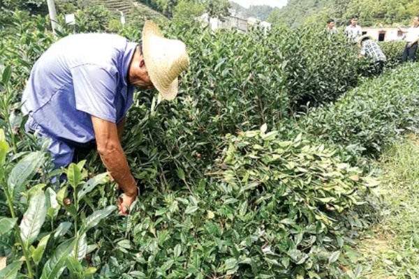 茶树怎么修剪，茶苗高度达到20厘米时要摘心打顶