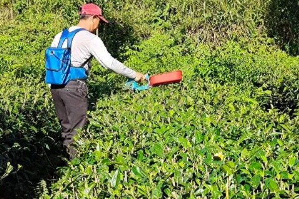 茶树怎么修剪，茶苗高度达到20厘米时要摘心打顶