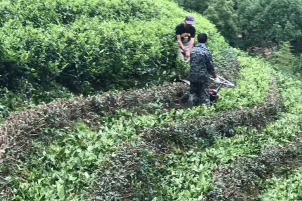 茶树怎么修剪，茶苗高度达到20厘米时要摘心打顶