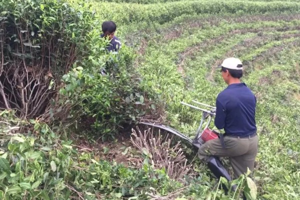 茶树怎么修剪，茶苗高度达到20厘米时要摘心打顶