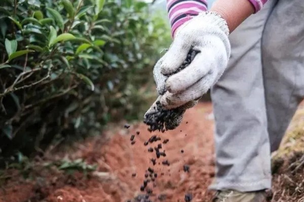 茶树怎么修剪，茶苗高度达到20厘米时要摘心打顶