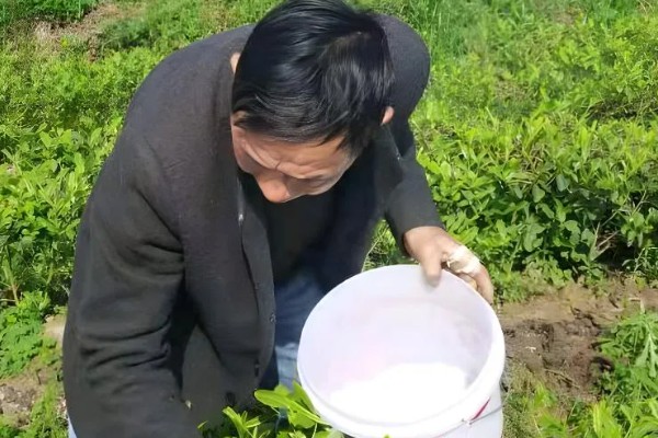 茶树怎么修剪，茶苗高度达到20厘米时要摘心打顶
