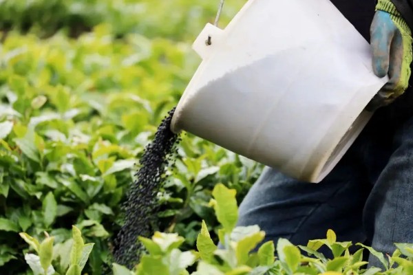 茶树怎么修剪，茶苗高度达到20厘米时要摘心打顶