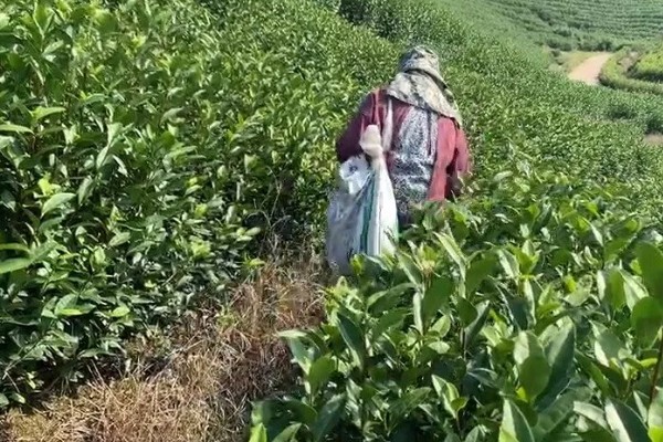 茶树怎么修剪，茶苗高度达到20厘米时要摘心打顶