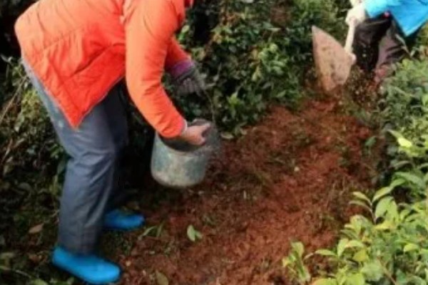 茶树怎么修剪，茶苗高度达到20厘米时要摘心打顶