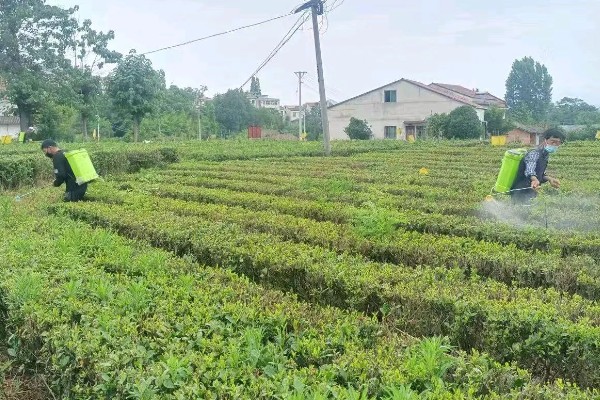 茶树怎么修剪，茶苗高度达到20厘米时要摘心打顶
