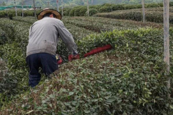 茶树怎么修剪，茶苗高度达到20厘米时要摘心打顶