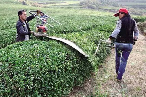 茶树怎么修剪，茶苗高度达到20厘米时要摘心打顶