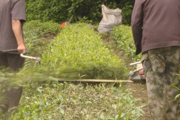 茶树怎么修剪，茶苗高度达到20厘米时要摘心打顶