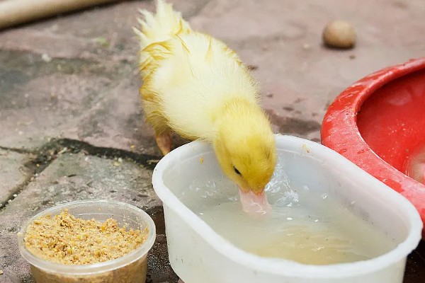 幼鸭吃什么，可以喂食温水、米饭、饲料等
