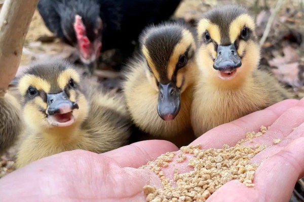 幼鸭吃什么，可以喂食温水、米饭、饲料等