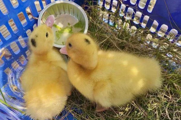 幼鸭吃什么，可以喂食温水、米饭、饲料等