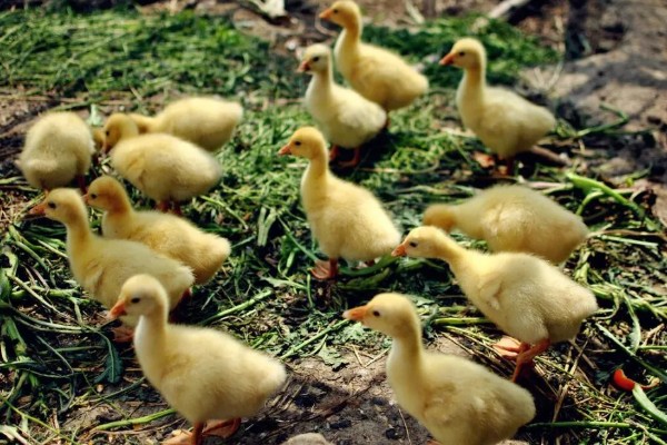 幼鸭吃什么，可以喂食温水、米饭、饲料等