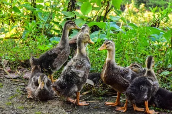 幼鸭吃什么，可以喂食温水、米饭、饲料等