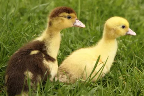 幼鸭吃什么，可以喂食温水、米饭、饲料等