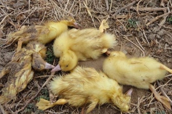 幼鸭吃什么，可以喂食温水、米饭、饲料等