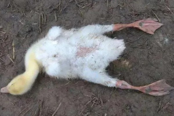 幼鸭吃什么，可以喂食温水、米饭、饲料等