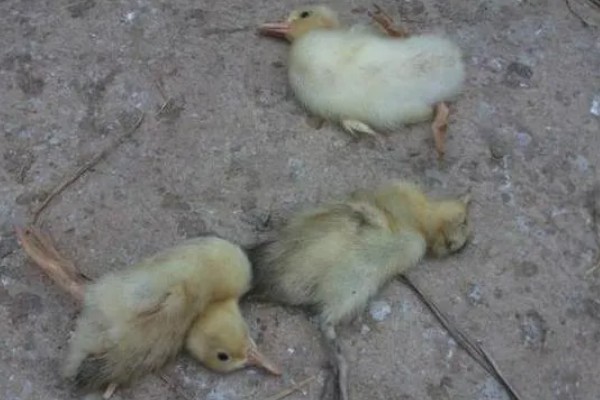 幼鸭吃什么，可以喂食温水、米饭、饲料等