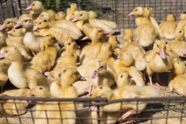 幼鸭吃什么，可以喂食温水、米饭、饲料等