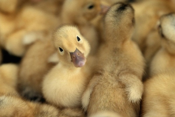 幼鸭吃什么，可以喂食温水、米饭、饲料等