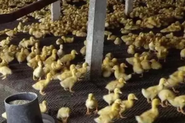 幼鸭吃什么，可以喂食温水、米饭、饲料等