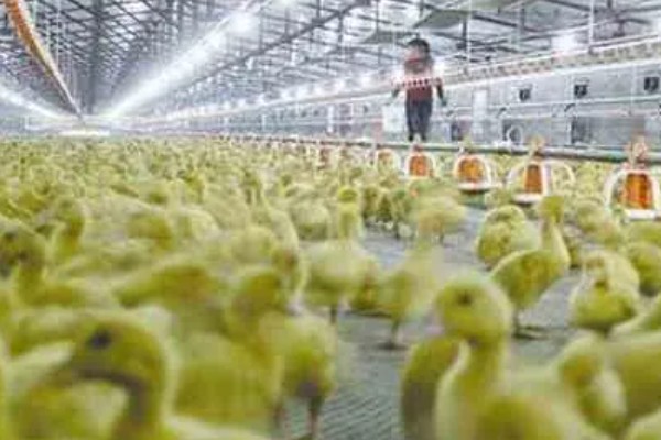 幼鸭吃什么，可以喂食温水、米饭、饲料等