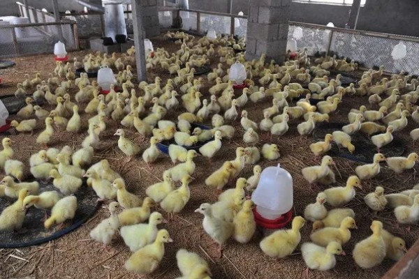 幼鸭吃什么，可以喂食温水、米饭、饲料等