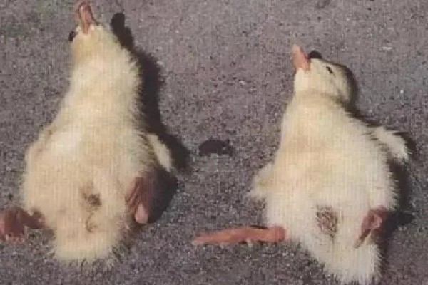 幼鸭吃什么，可以喂食温水、米饭、饲料等