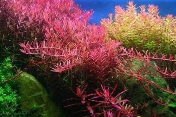 如何修剪红菊水草，需打顶修剪保持植株的健康